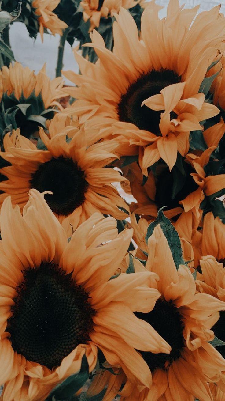 Sunflower Aesthetic iPhone Wallpapers - Top Free Sunflower Aesthetic