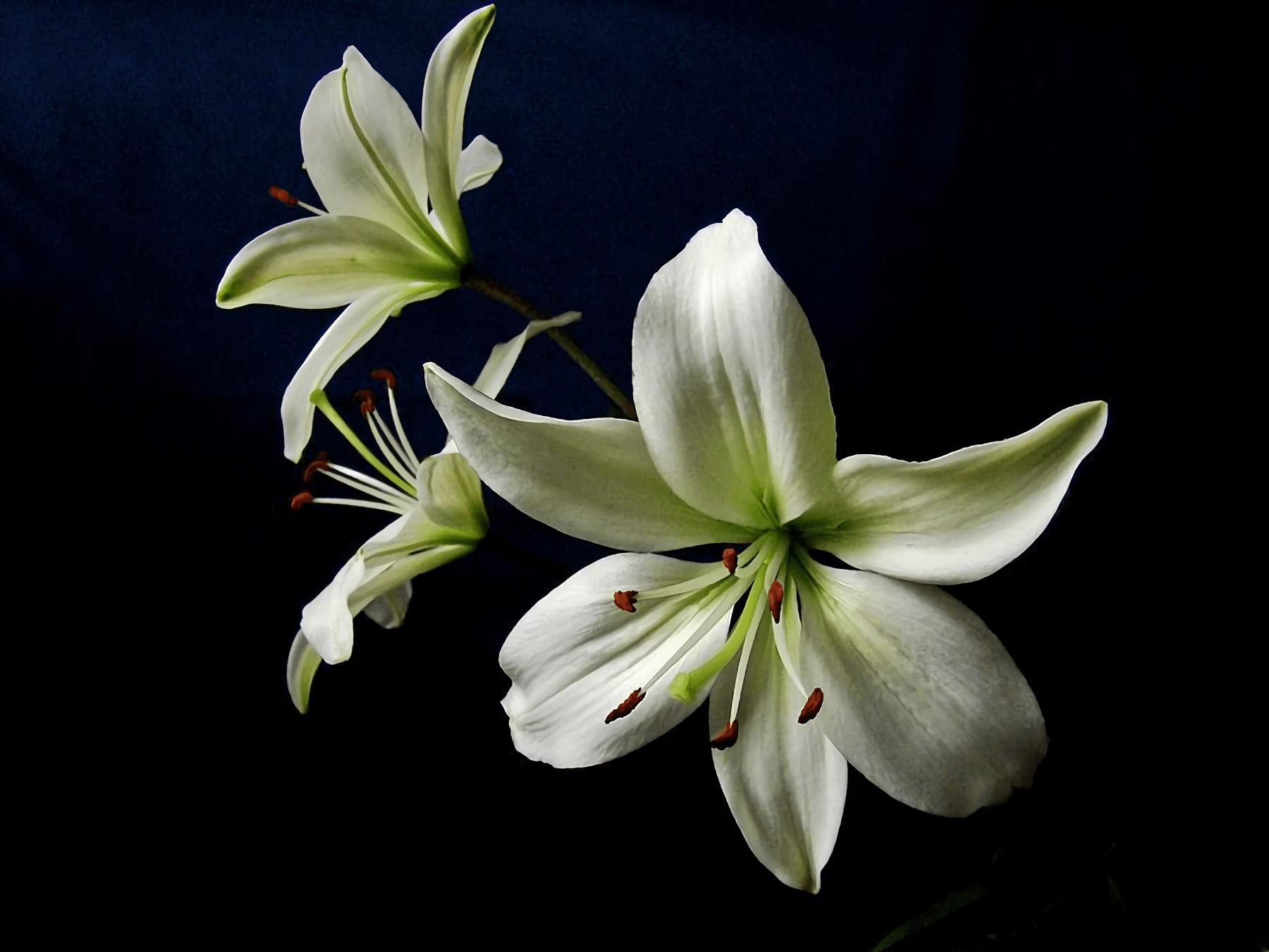 1800x1350 Lily Flowers Wallpaper