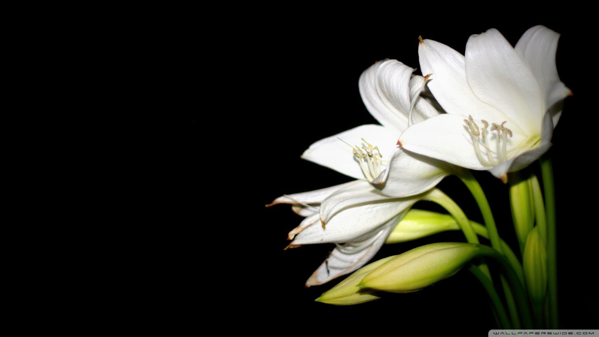 1920x1080 Free download White Lily 4 Wallpaper 1920x1080 White Lily 4 [1920x1080] for your Desktop, Mobile & Tablet. Explore White Lilies Wallpaper. Lily Flower Wallpaper, Water Lily Wallpaper Border, Lilly Wallpaper for Computer