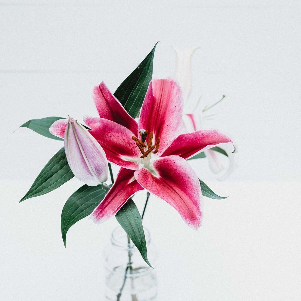 1000x1000 Lily Picture. Download Free Image