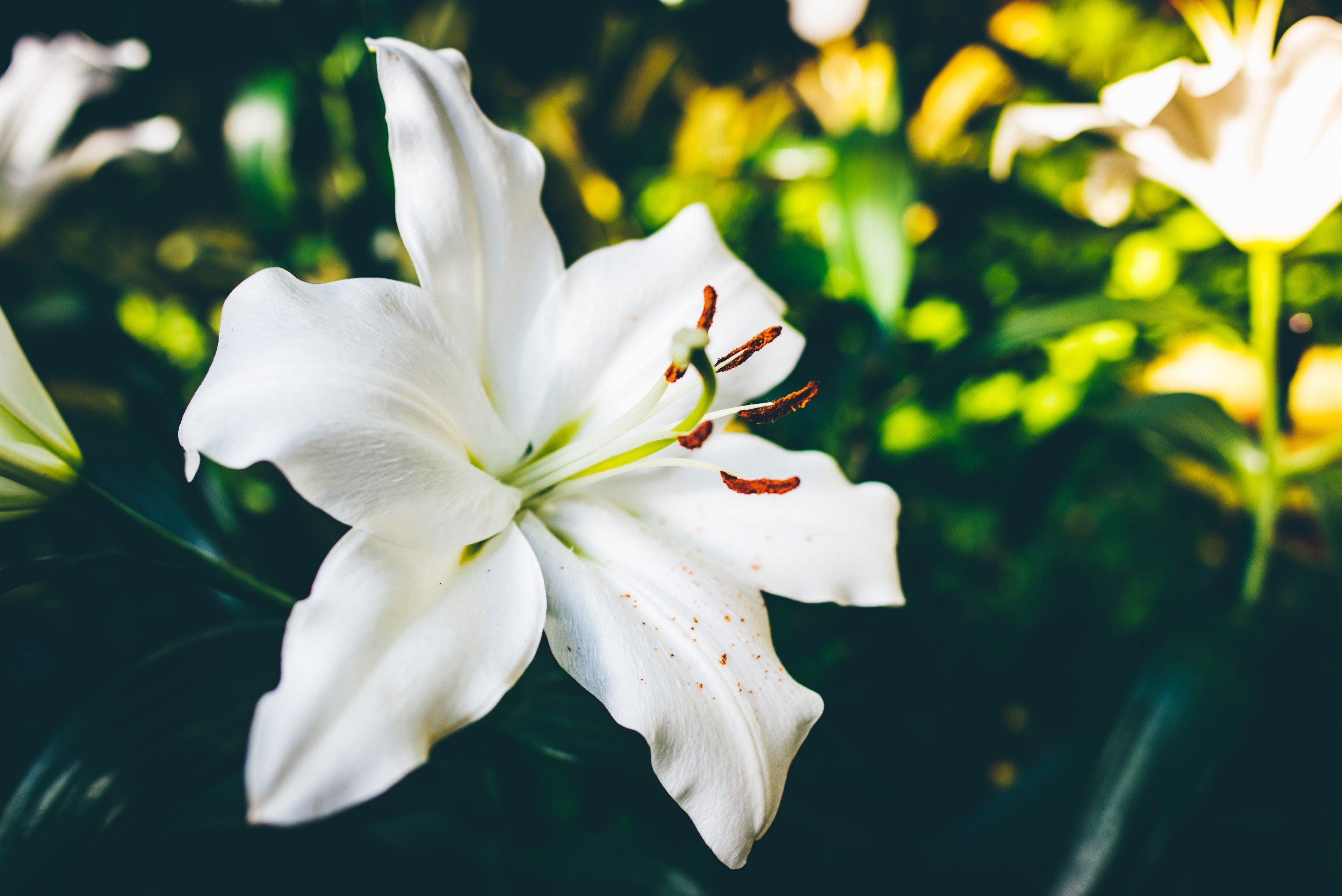 3840x2563 Lily Flower Wallpaper & Background Download