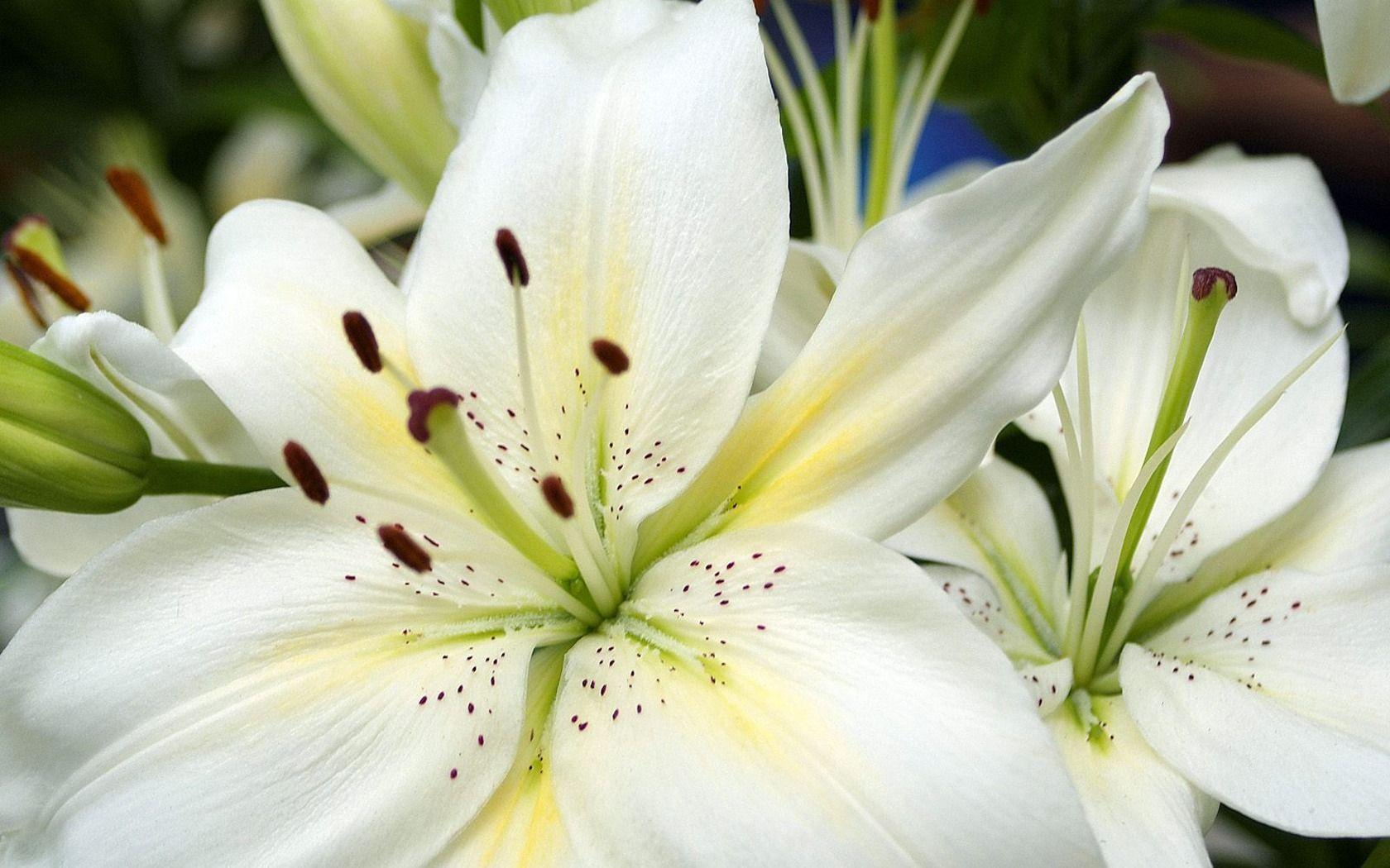 1680x1050 White Lily Flower wallpaperx1050