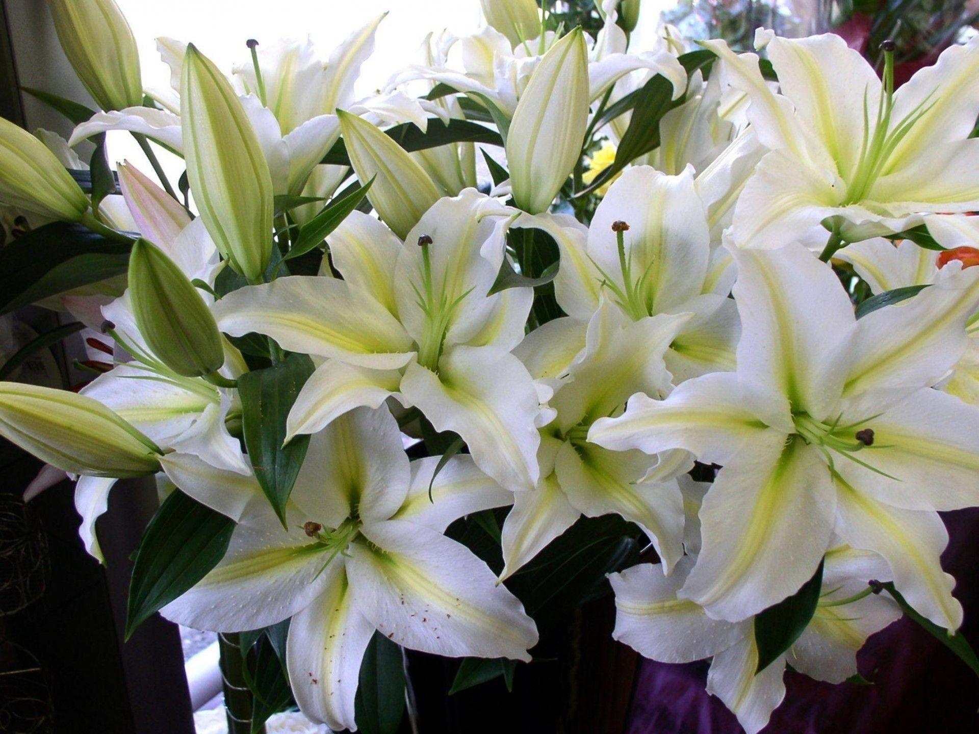 White Lily Flower Wallpapers - Top Free White Lily Flower Backgrounds ...