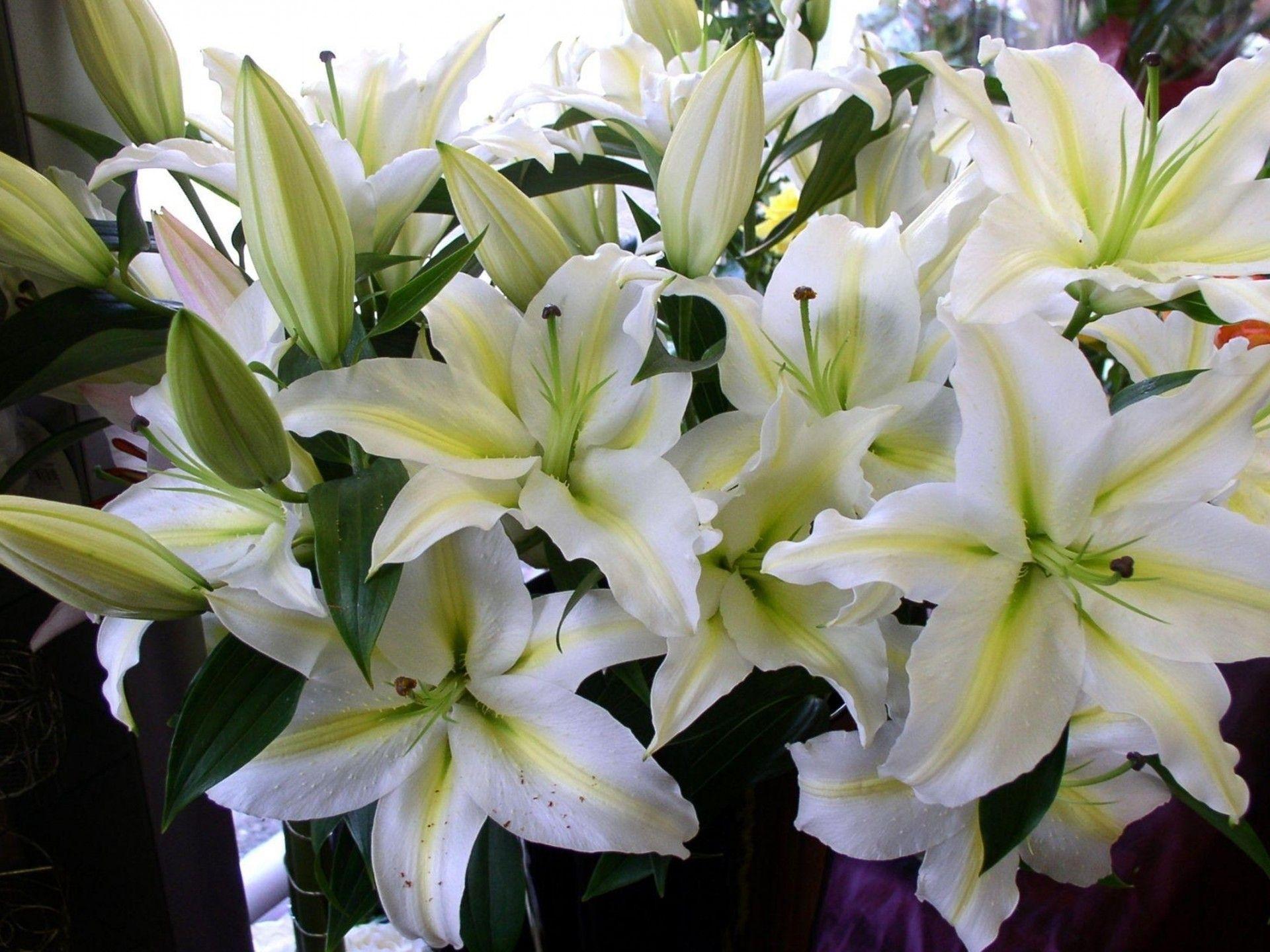 1920x1440 Flowers Wallpaper White Lilies HD Wallpaper :