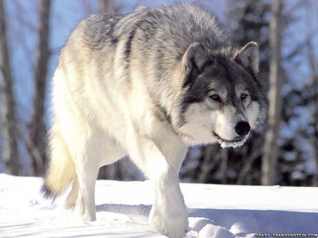 1024x768 Wolf wallpaper