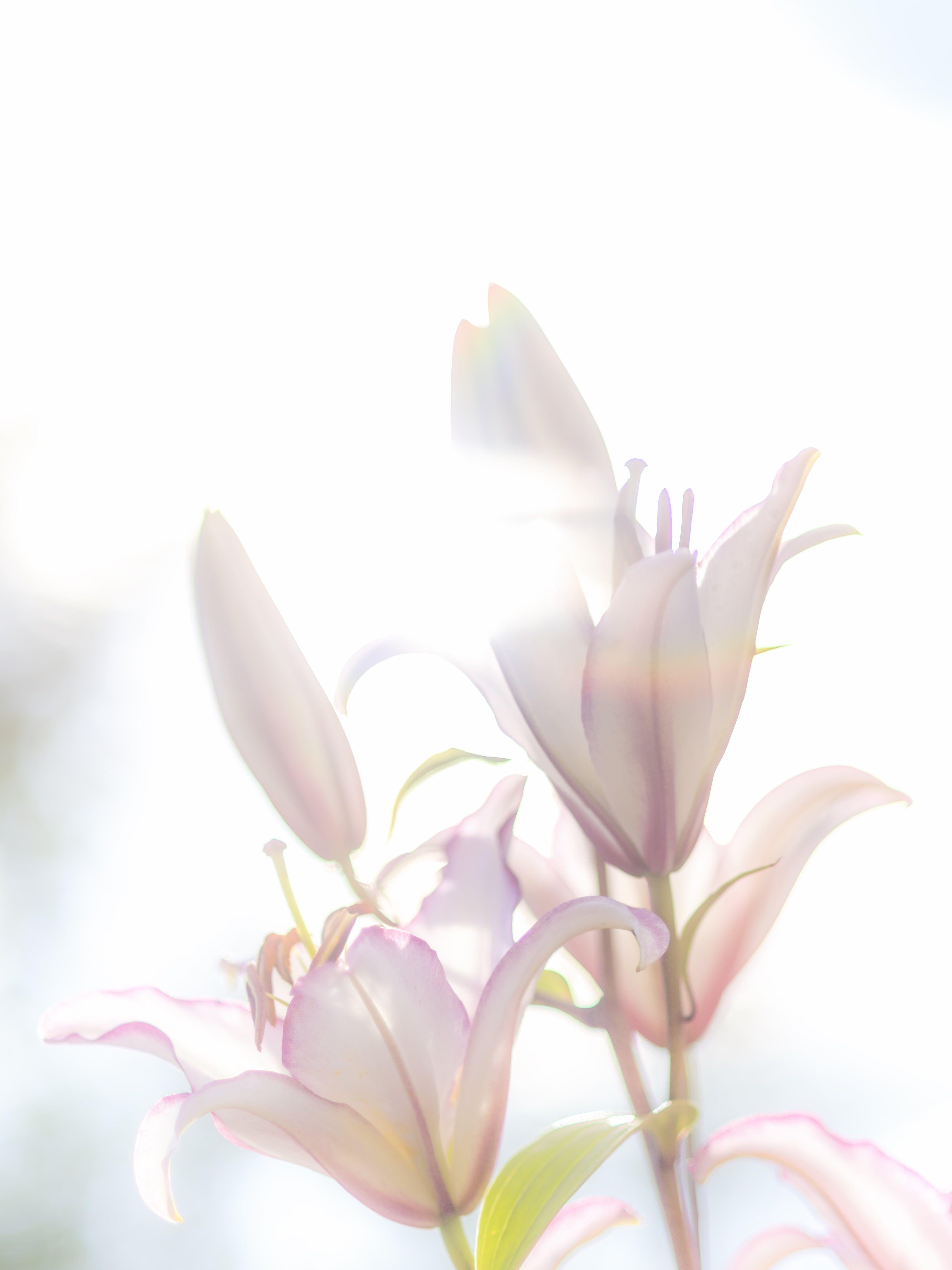 3610x4813 White Lily Wallpaper iPhone Wallpaper & Background Download