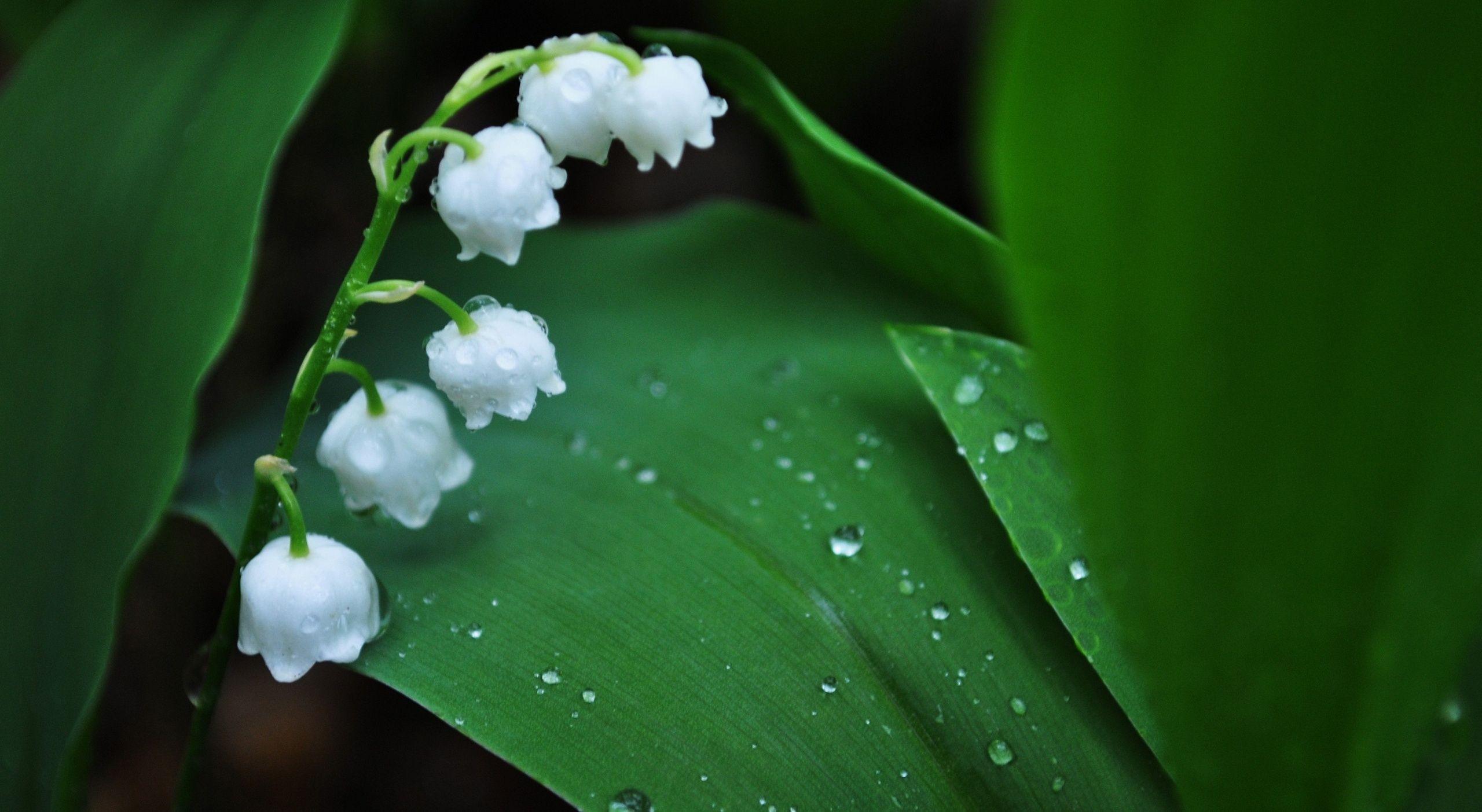 2560x1403 White Lily Flower Wallpaper HD Download Lily Water Drop Flowers