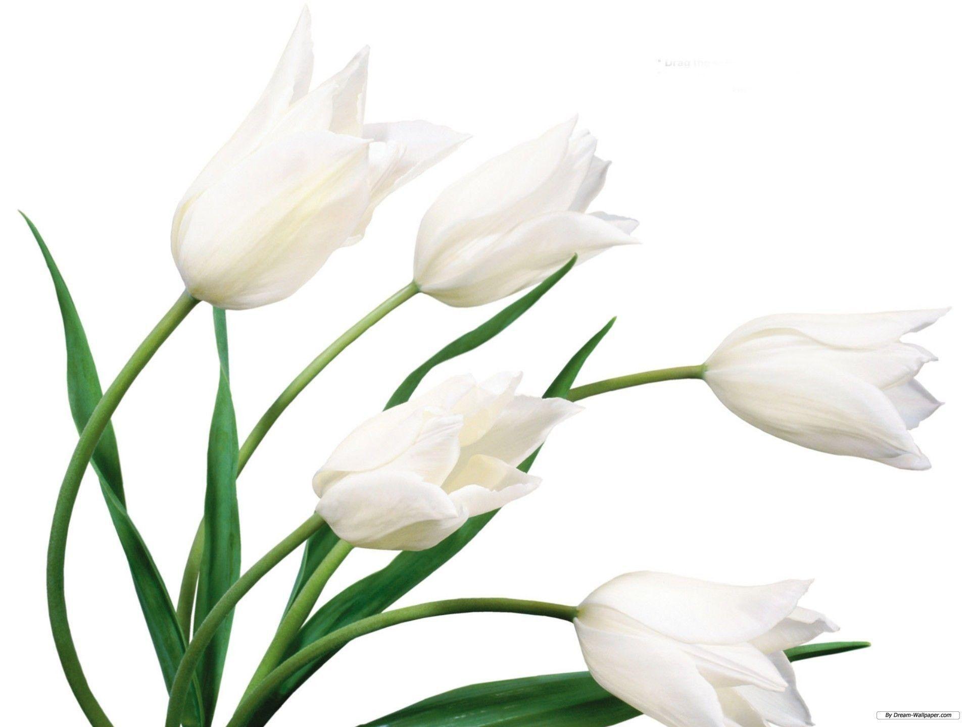 1920x1440 Best Of White Lily Flower Wallpaper. White lily flower, Lily picture, White flowers