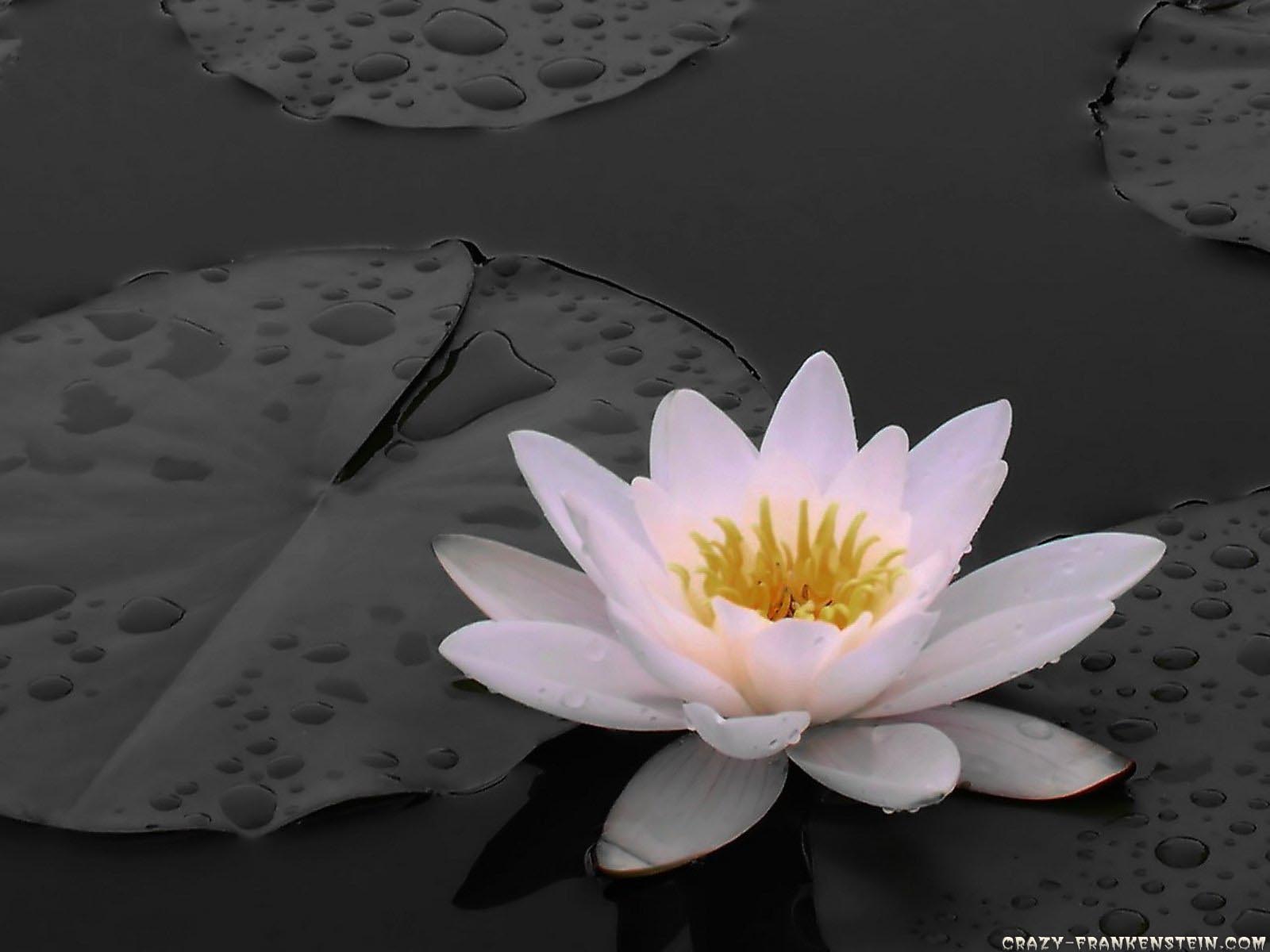 1600x1200 White Lily Flower wallpaperx1200