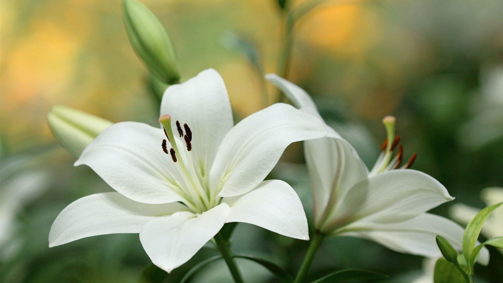 1920x1080 Wallpaper White Lily Flowers Close Up 2880x1800 HD Picture, Image