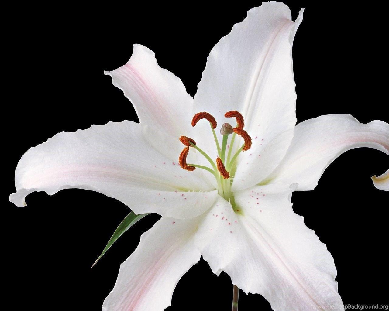 1280x1024 Best Flowers Wallpaper: White Lily Flower 918556 Flowers Desktop Background