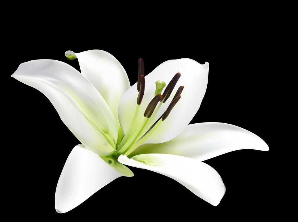 1035x772 white lily flower 918525 white lily flower 918449 white lily flower 1551 - White Lily Flower Wallpaper