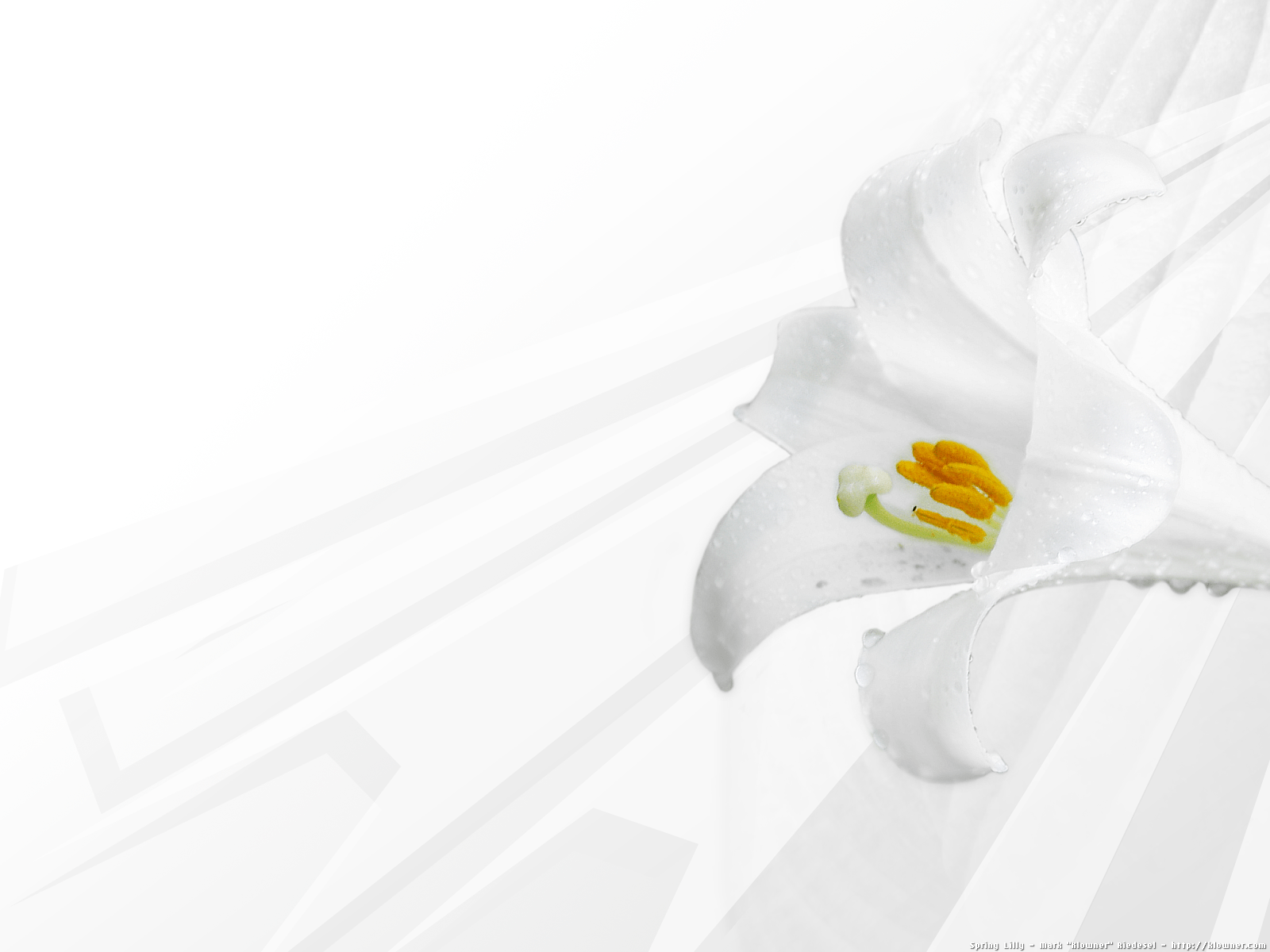 1600x1200 Lily Wallpaper Wallpaper Superior Lily Wallpaper Background