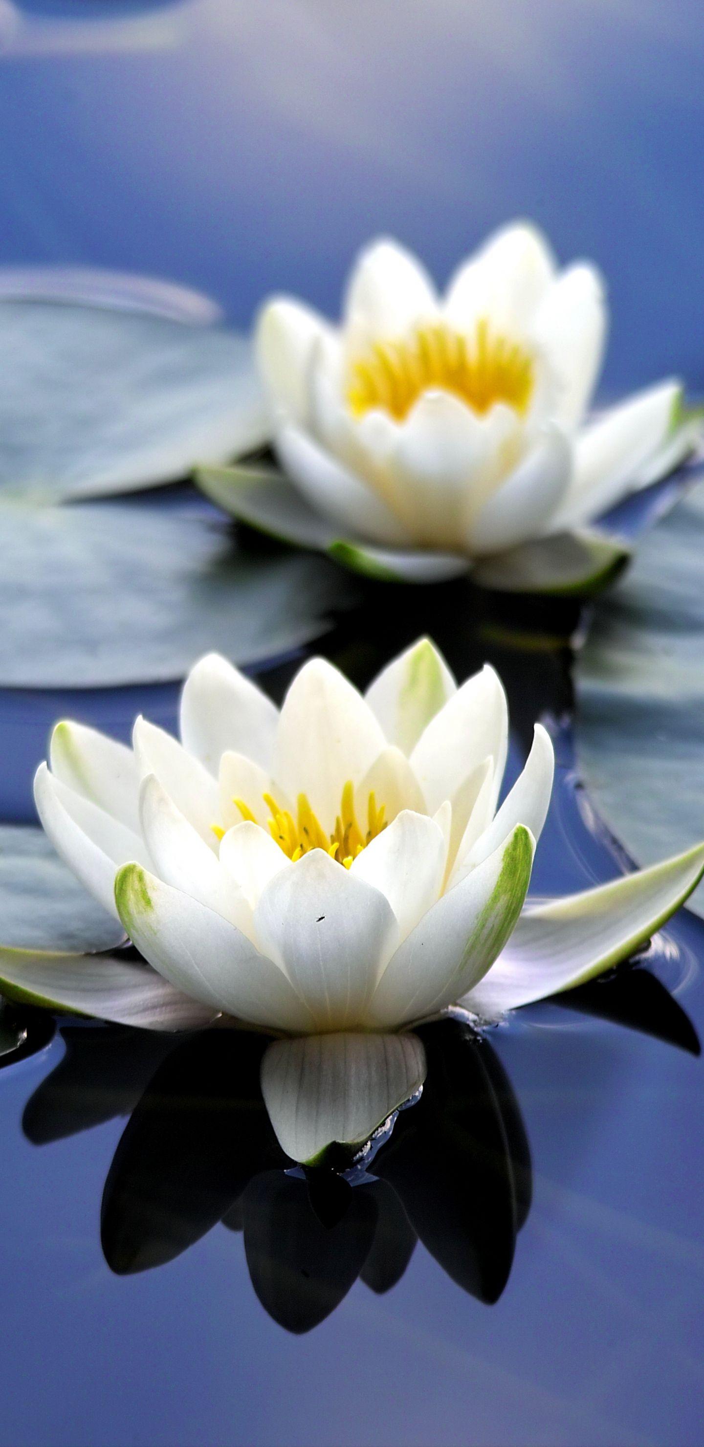 White Lily Flower Wallpapers Top Free White Lily Flower Backgrounds