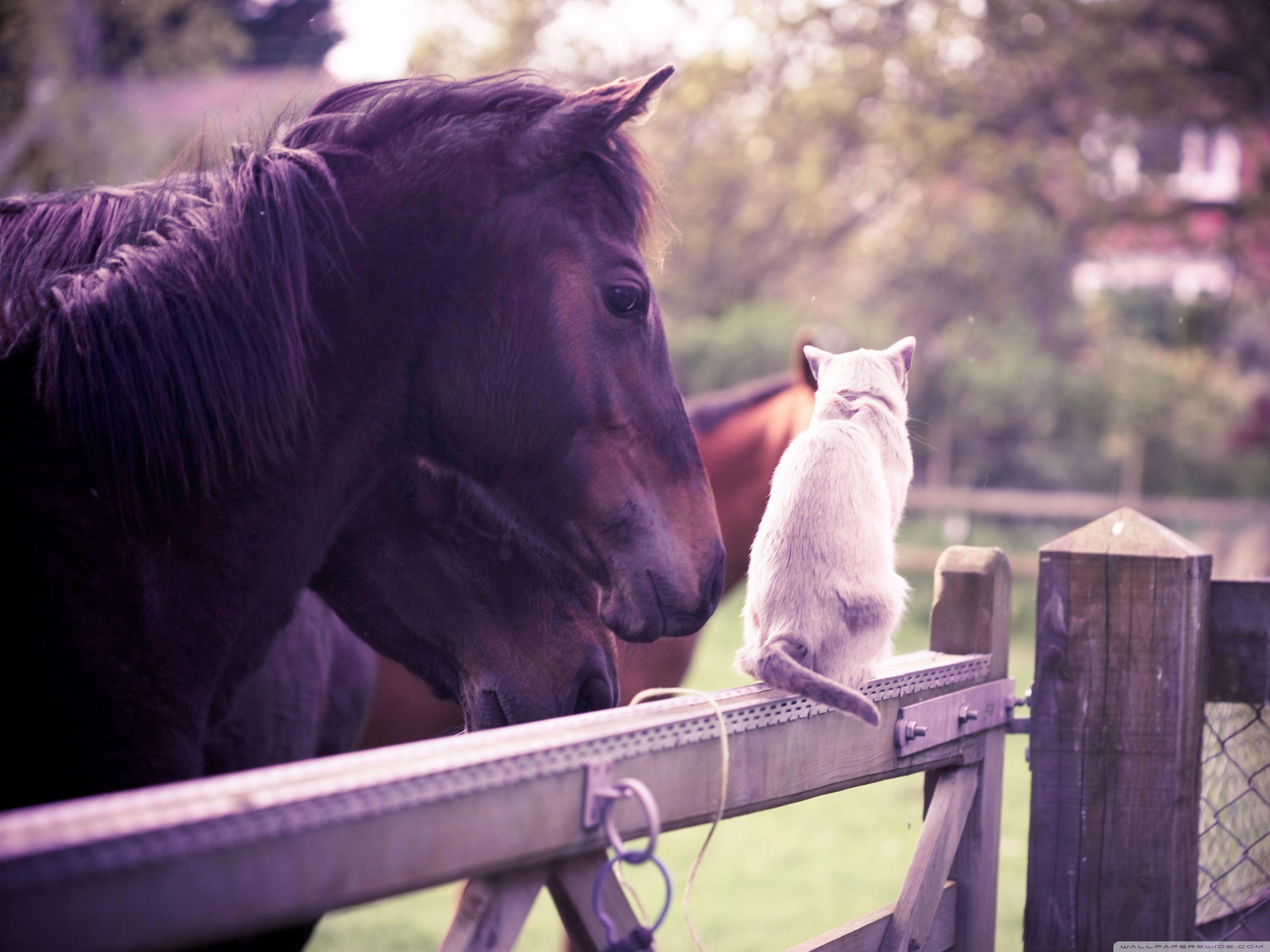Horse and Cat Wallpapers - Top Free Horse and Cat Backgrounds