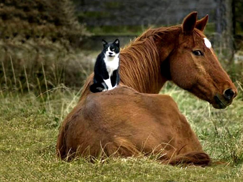 1024x768 Cute Horse Wallpaper