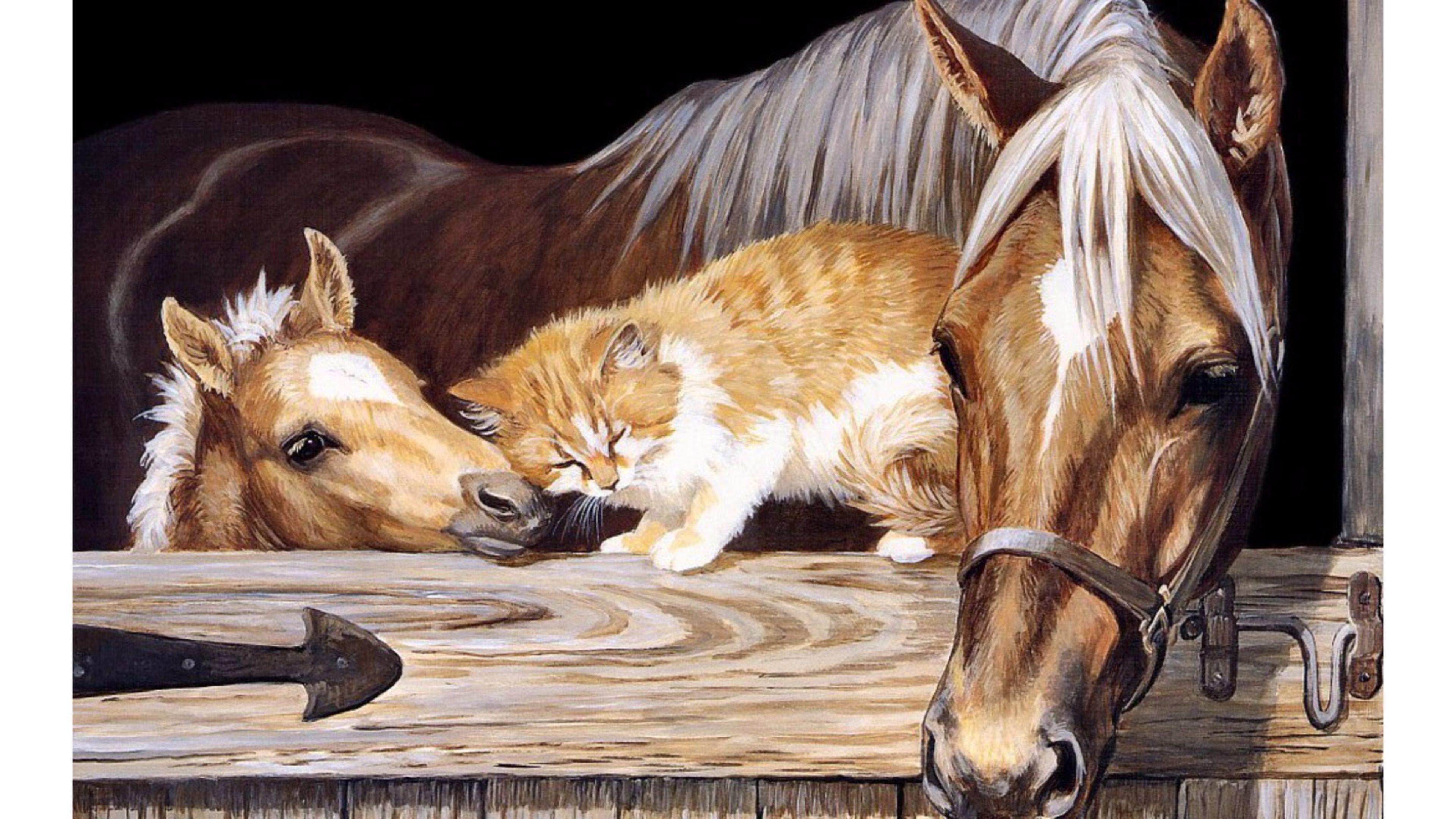 Horse and Cat Wallpapers - Top Free Horse and Cat Backgrounds
