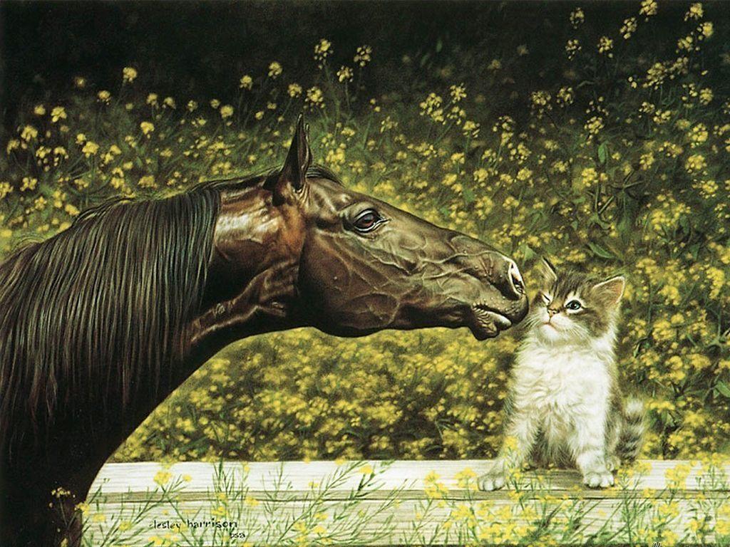 Horse and Cat Wallpapers - Top Free Horse and Cat Backgrounds