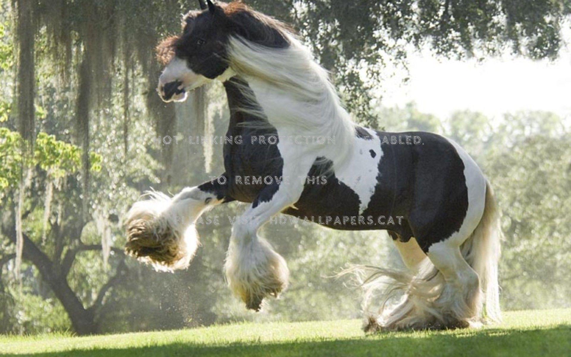 1920x1200 Shire Horse Wallpaper. New Hampshire Wallpaper, Lord of the Rings Shire Wallpaper and Cheshire Cat Wallpaper