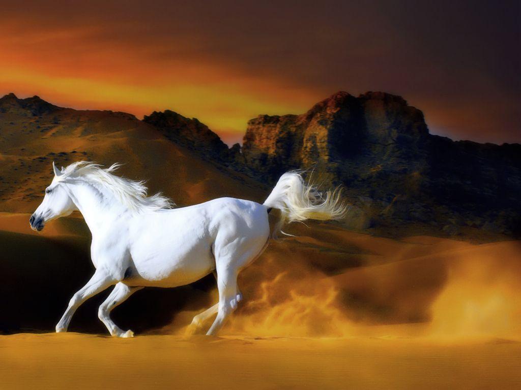 1024x768 Free download wallpaper cat wallpaper pig wallpaper horse screensavers horse [1024x768] for your Desktop, Mobile & Tablet. Explore Horse Picture for Background and Wallpaper Screensaver. Horse Wallpaper Free, Free