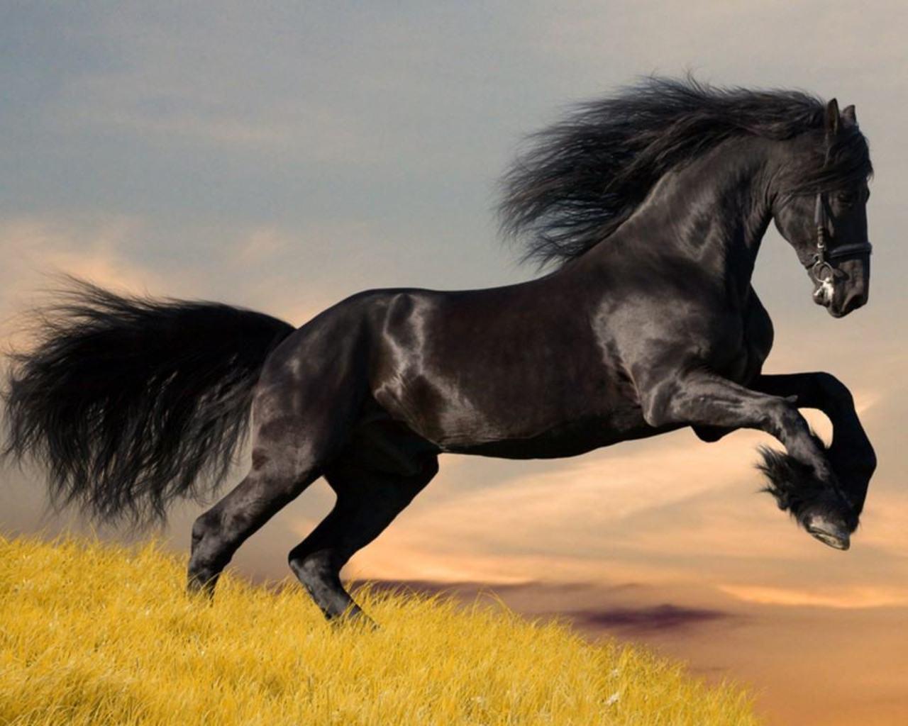 1280x1024 The Wallpaper Background..: Horse Wallpaper