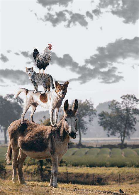 474x663 Cats or Dogs and Horses .