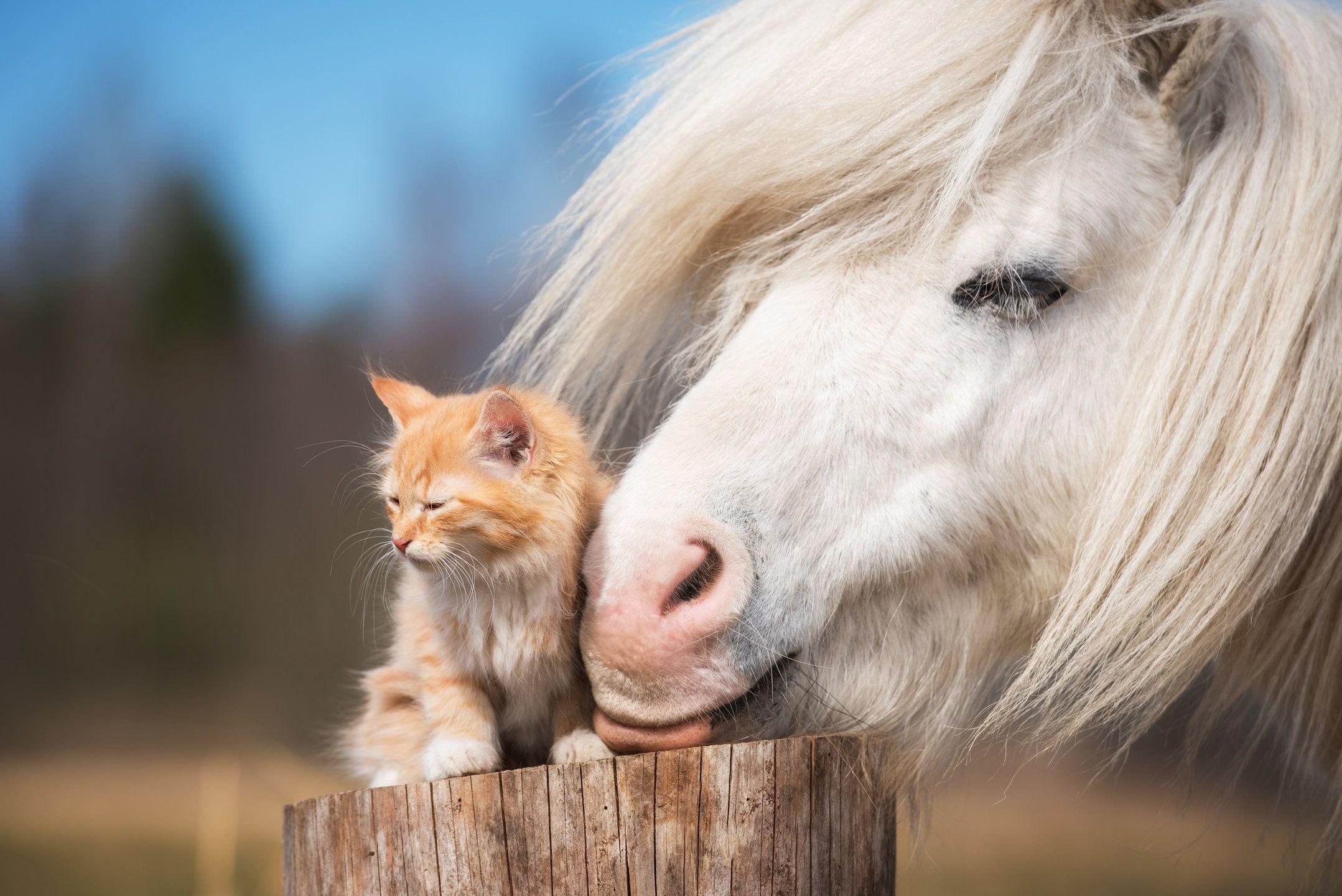 Милые лошадки. Милая лошадь. Лошади и пони. Лошадки и кошки. Картинки лошадей.
