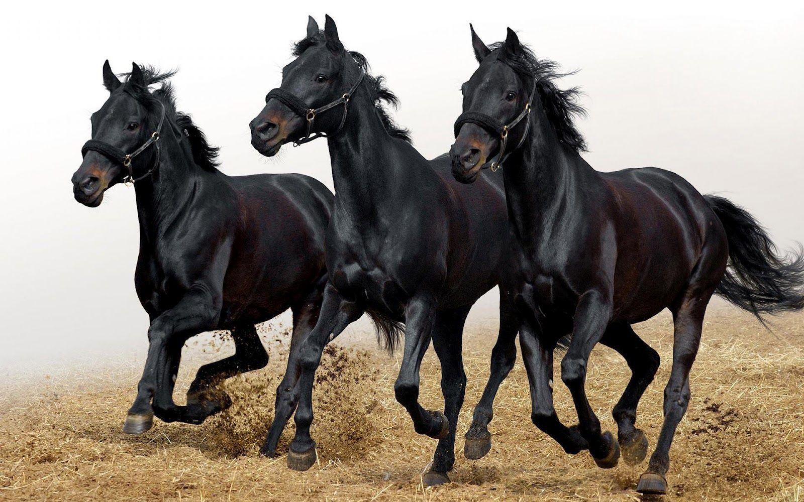 1600x1000 Running Black Horse Wallpaper HD