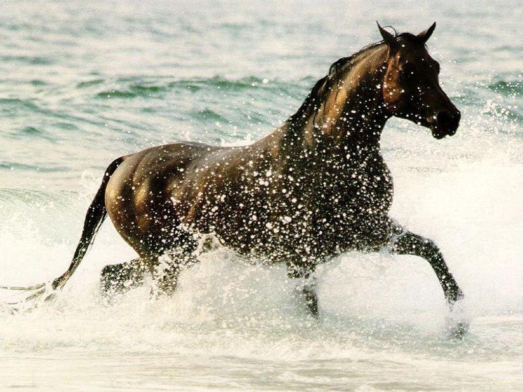 1024x768 The Cat: Running Horses Wallpaper for Desktop Background