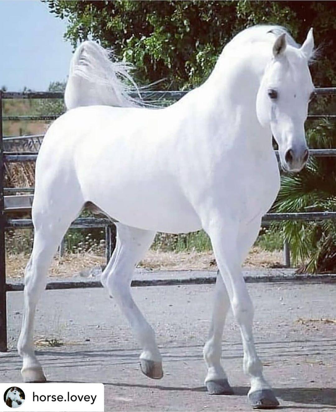 1080x1322 Largest Horse Breeds in the world Posted Give us a follow daily Cat pics <3 From:. Horses, Beautiful horses, Pretty horses
