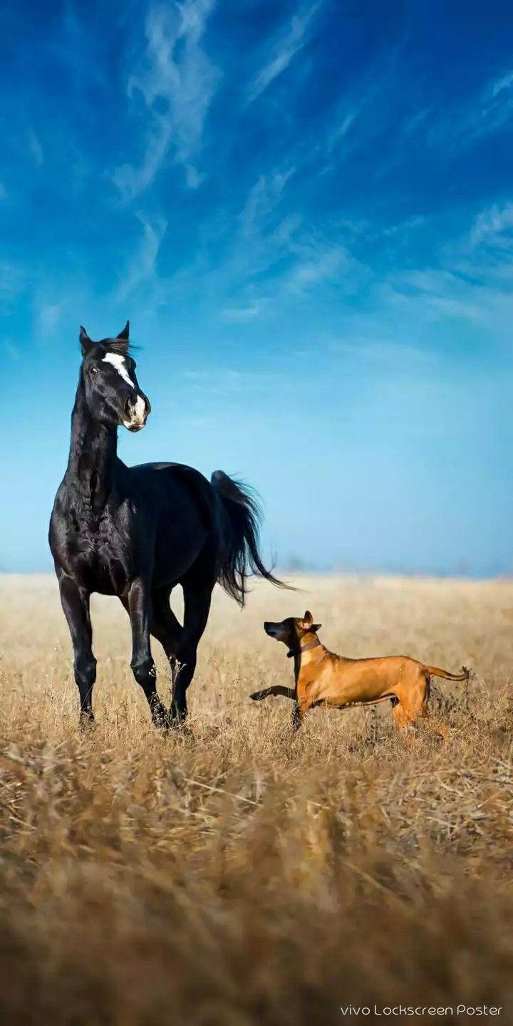 720x1440 Animals HD wallpaper. Dog foto, Beautiful horses, Animal picture
