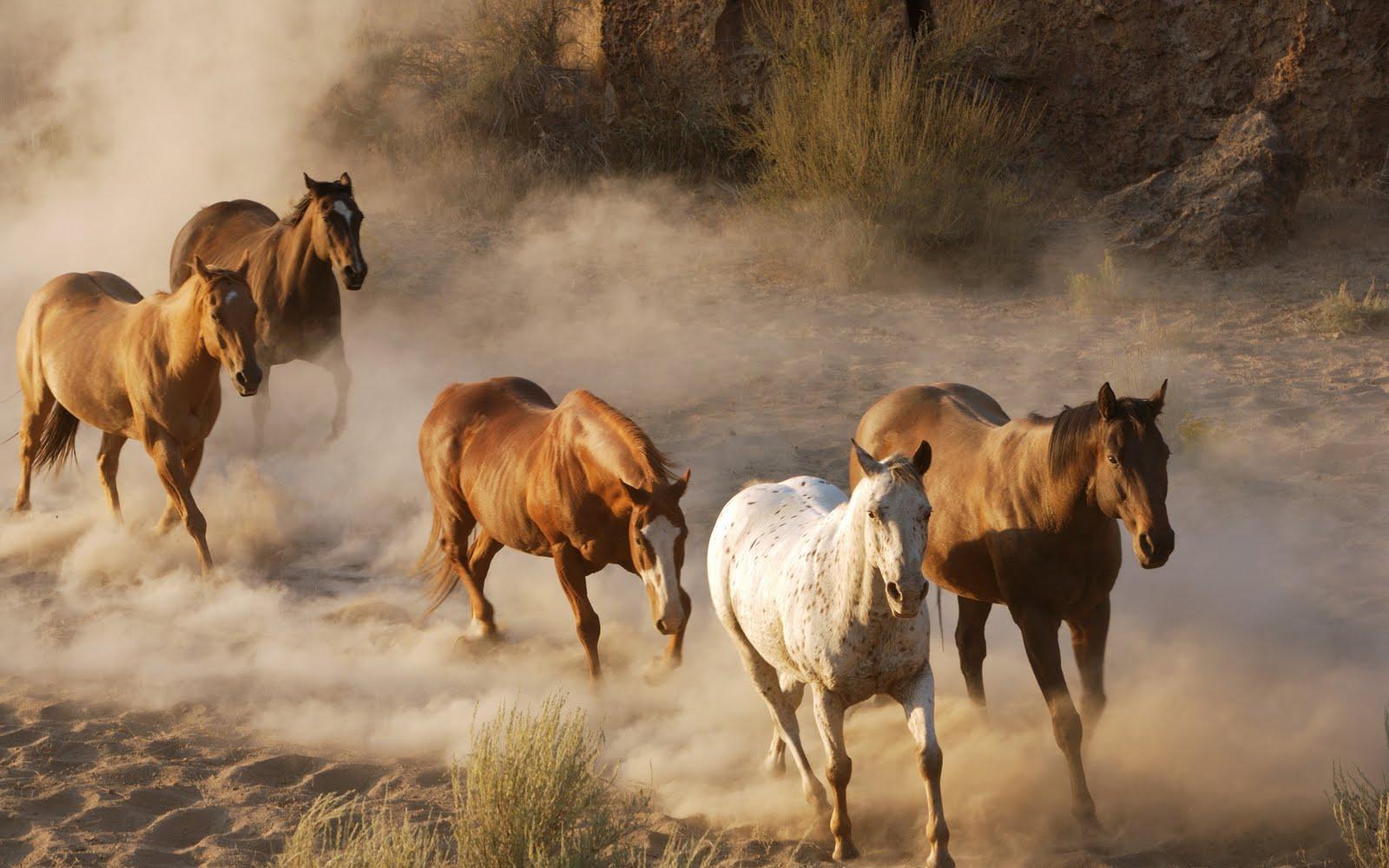 1600x1000 Free download The Cat Running Horses Wallpaper for Desktop Background [1600x1000] for your Desktop, Mobile & Tablet. Explore Running Horses Wallpaper. Free Running Wallpaper, Horses on Beach Wallpaper, Beautiful