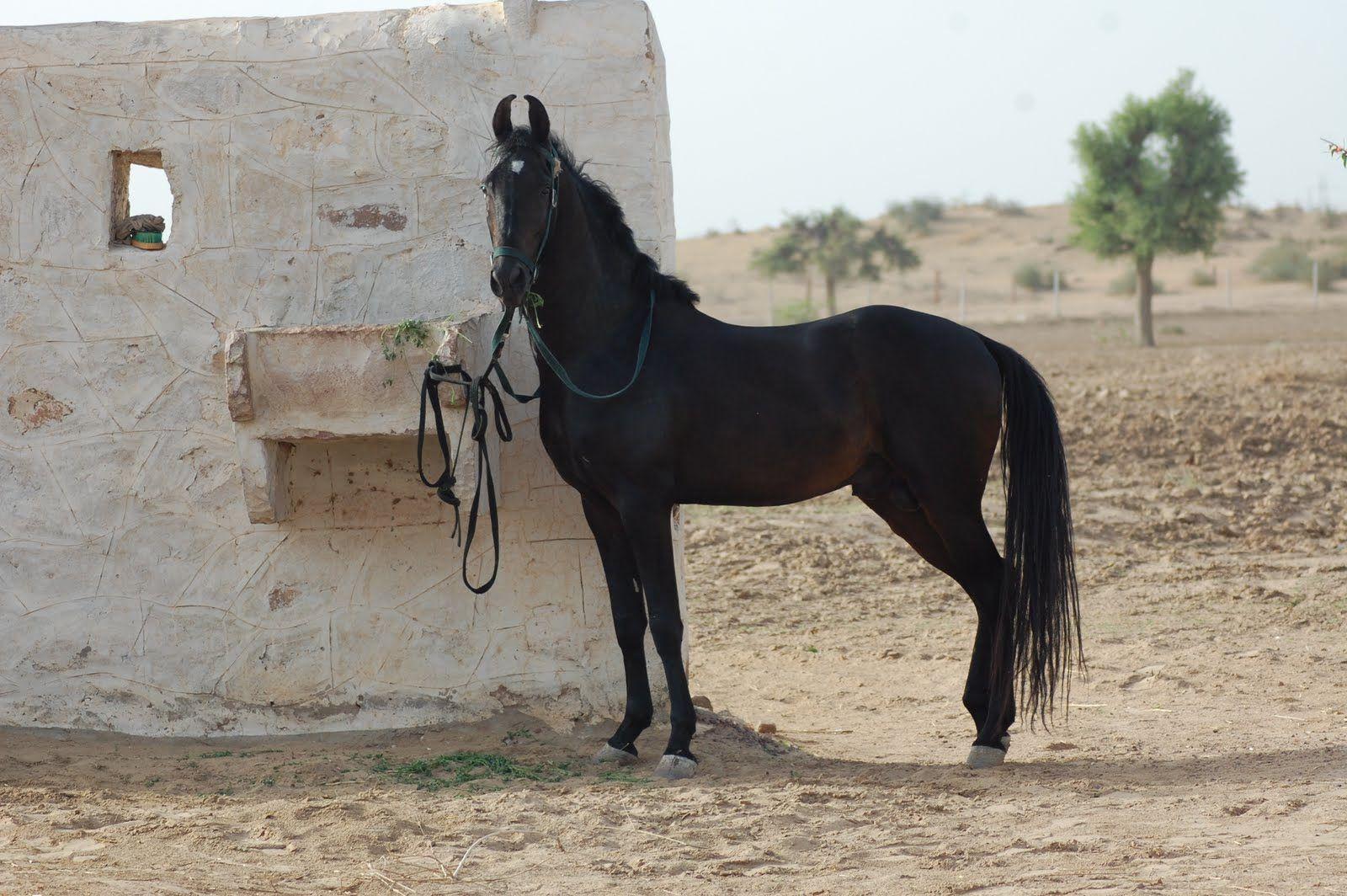 1600x1064 Black Marwari. Marwari horses, Rare horses, Horses