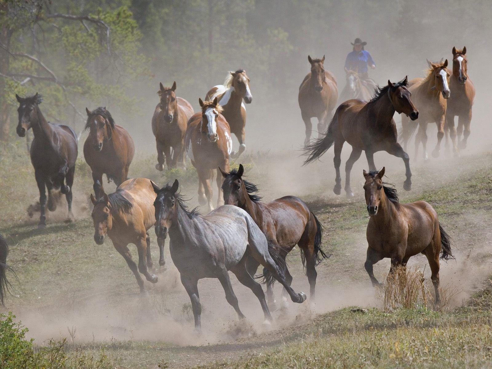 1600x1200 Brown Horses Running Free Desktop Wallpaper Horse Wallpaper & Background Download