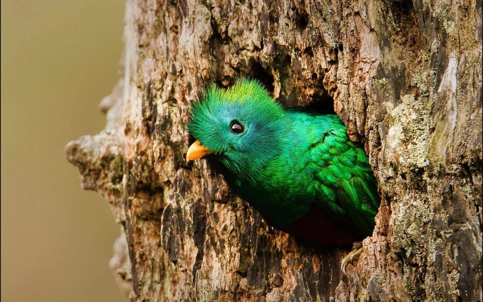 1600x1000 Quetzal Wallpaper