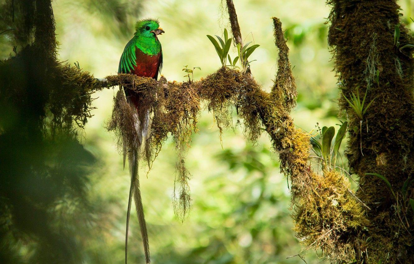 1332x850 Wallpaper branches, bird, jungle, bokeh, mining, Quetzal, Costa Rica image for desktop, section животные