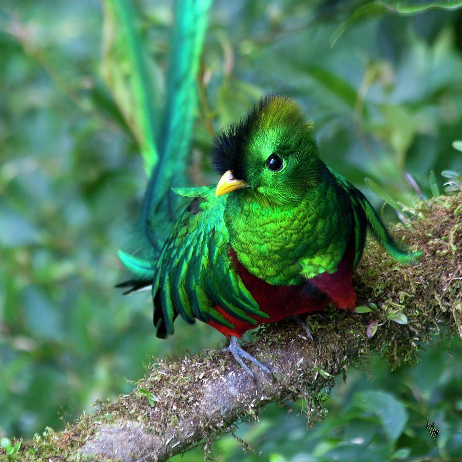 Quetzal Wallpapers - Top Free Quetzal Backgrounds - WallpaperAccess