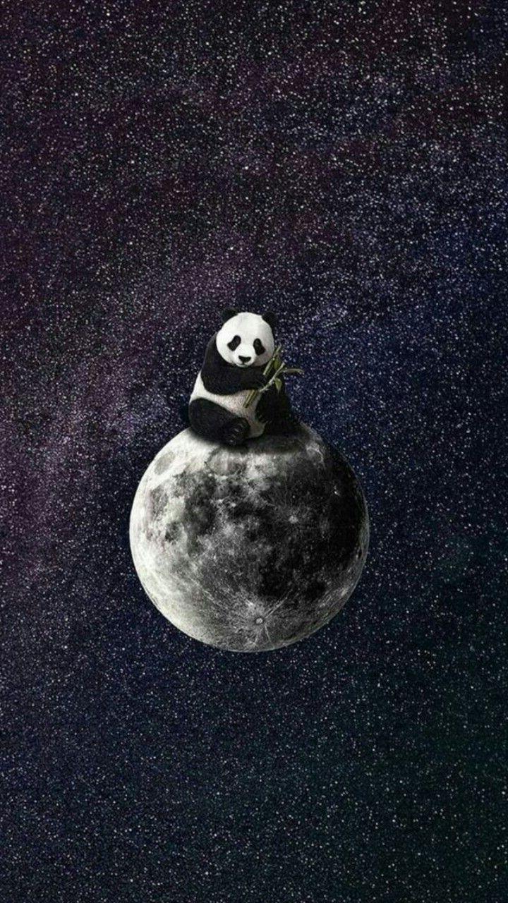 720x1280 Panda Wallpaper