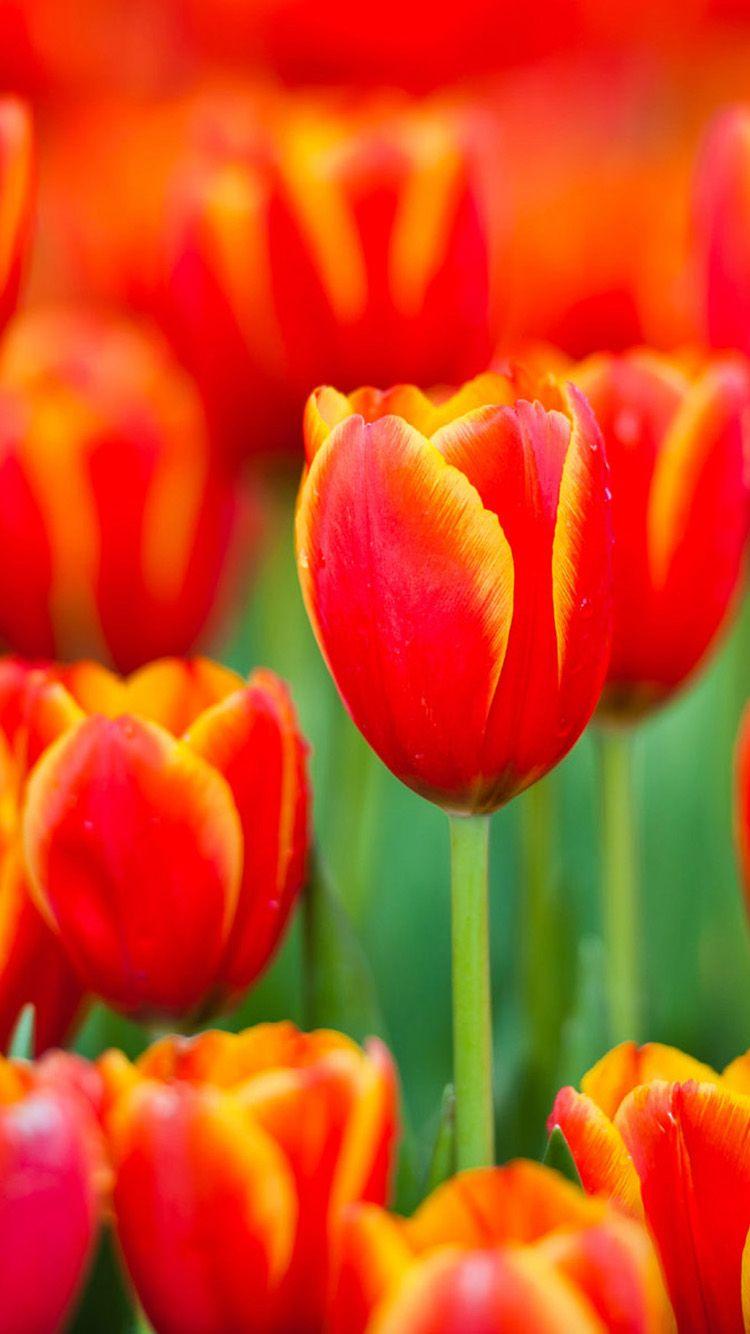 750x1334 Free download Beautiful tulips iPhone 6 Wallpaper HD Wallpaper For iPhone 6 [750x1334] for your Desktop, Mobile & Tablet. Explore Tulip Wallpaper for iPhone. Microsoft Tulip Wallpaper, Free Tulip Wallpaper, Bing Tulip Wallpaper