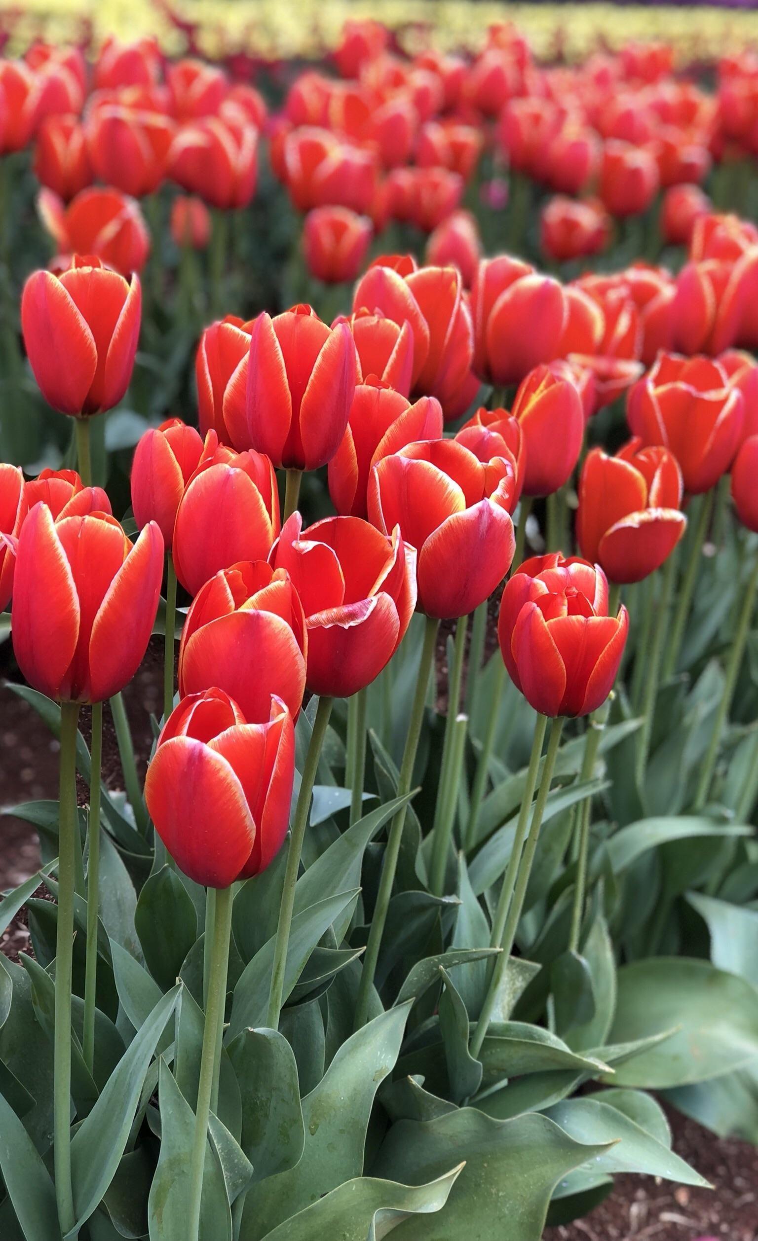 1536x2516 Tulips. Tulips, Types of tulips, Flowers
