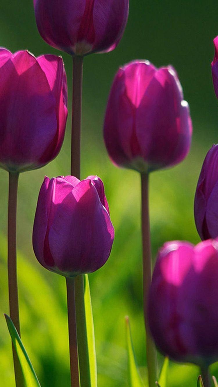 750x1334 Purple Tulips Wallpaper