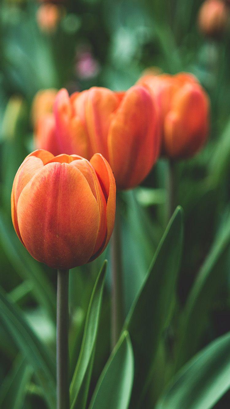 750x1334 Wallpaper iPhone Tulip Flower