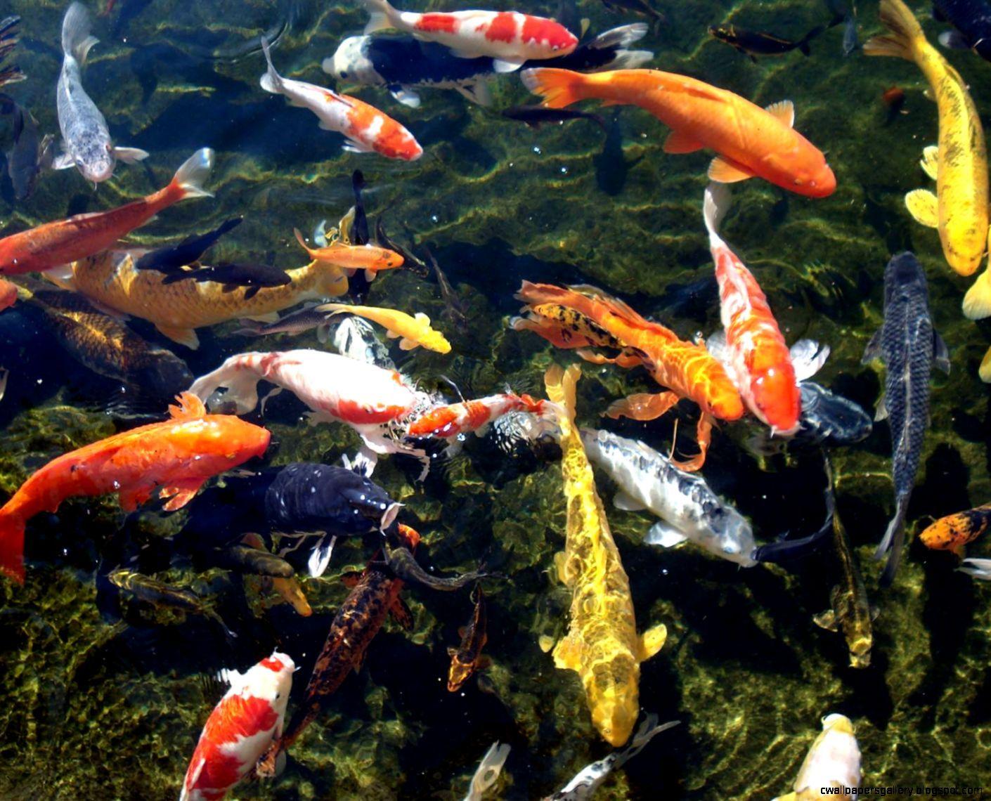 1410x1140 Fish Pond Wallpaper HD HD Wallpaper