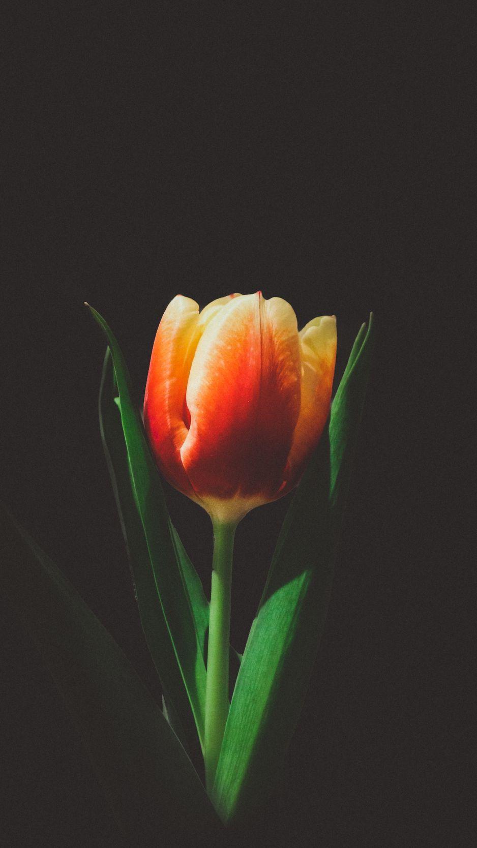 938x1668 Download Wallpaper 938x1668 Tulip, Flower, Bud Iphone 8 7 6s 6 For Parallax HD Background