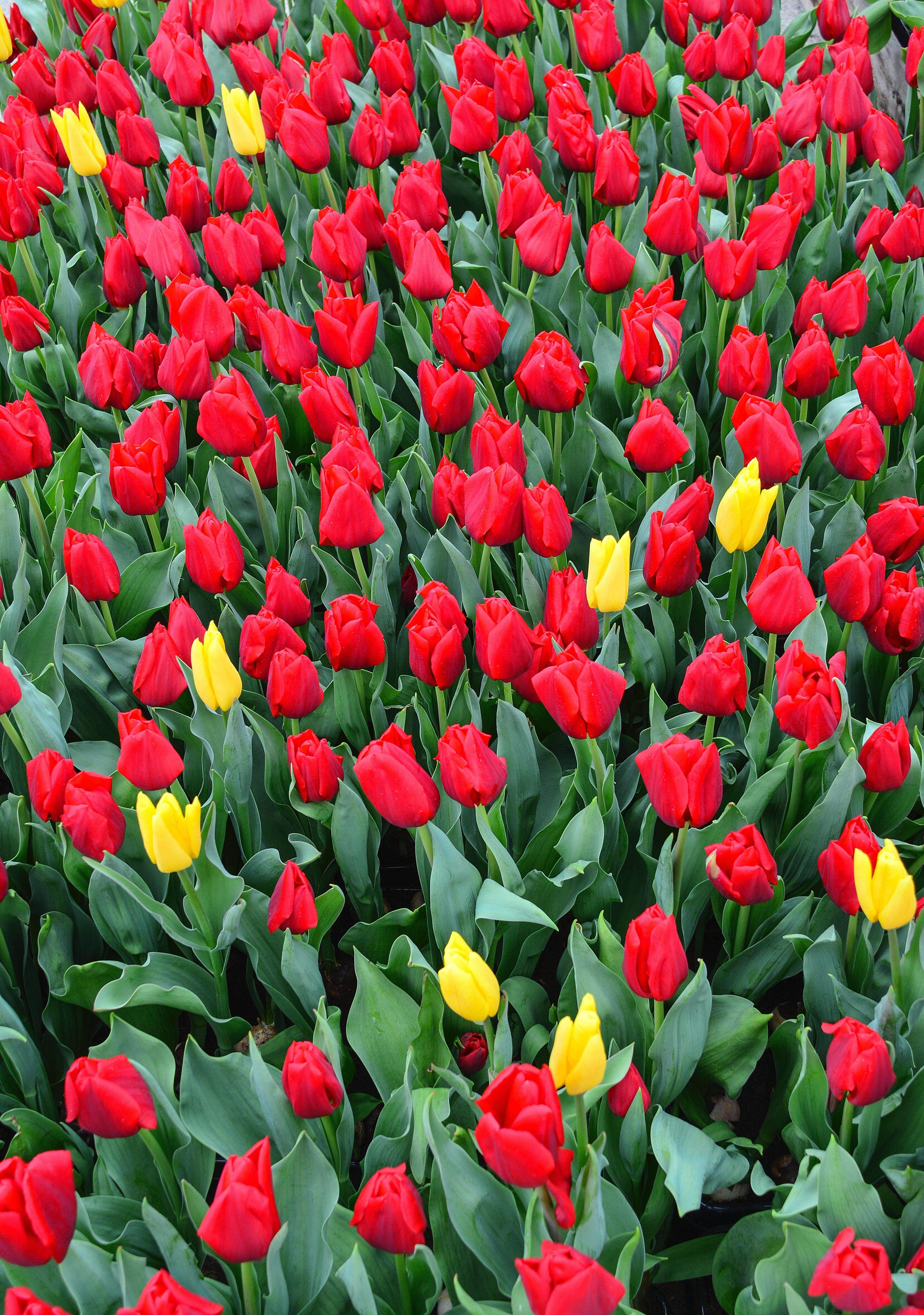 3842x5462 Tulips iPhone Wallpaper