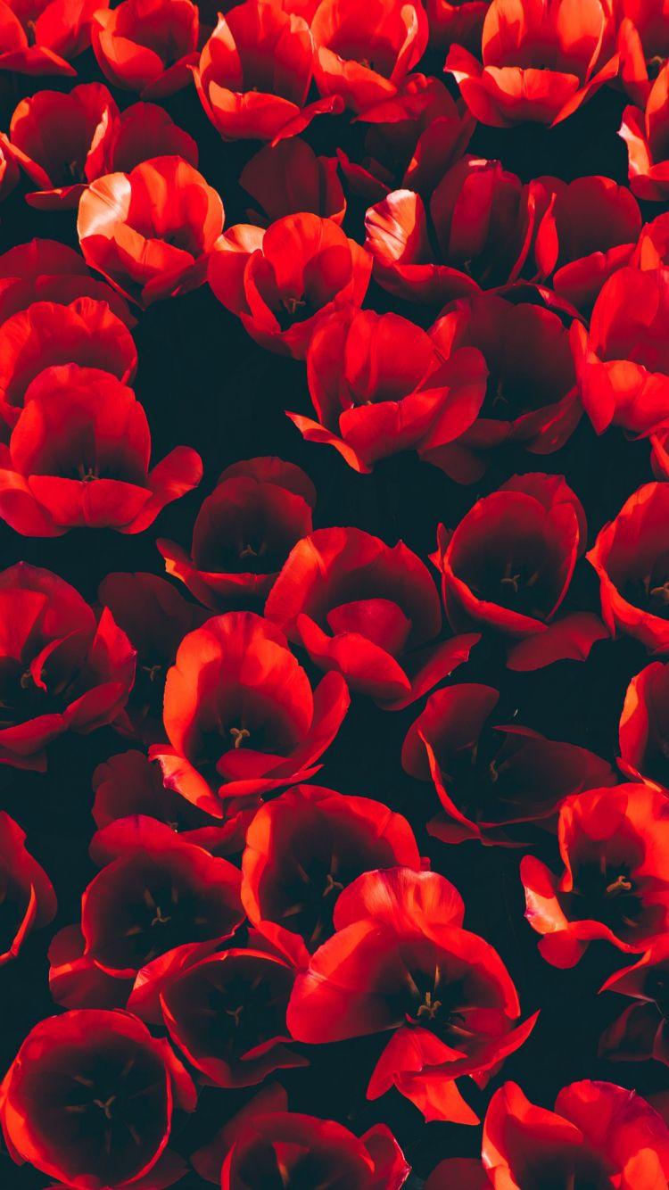 750x1334 Download 750x1334 wallpaper decoration, red tulips, flowers, iphone iphone 750x1334 HD image, background, 15039
