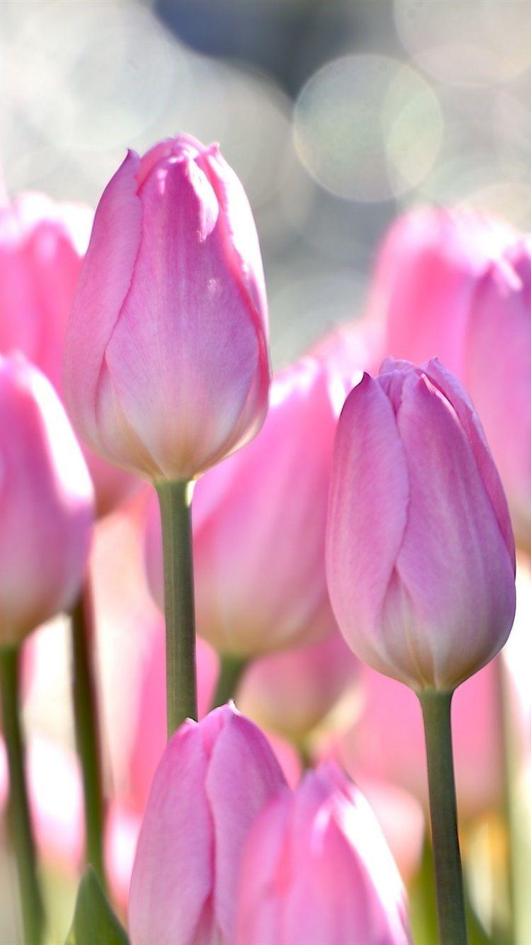 750x1334 Wallpaper iPhone Tulip Flower
