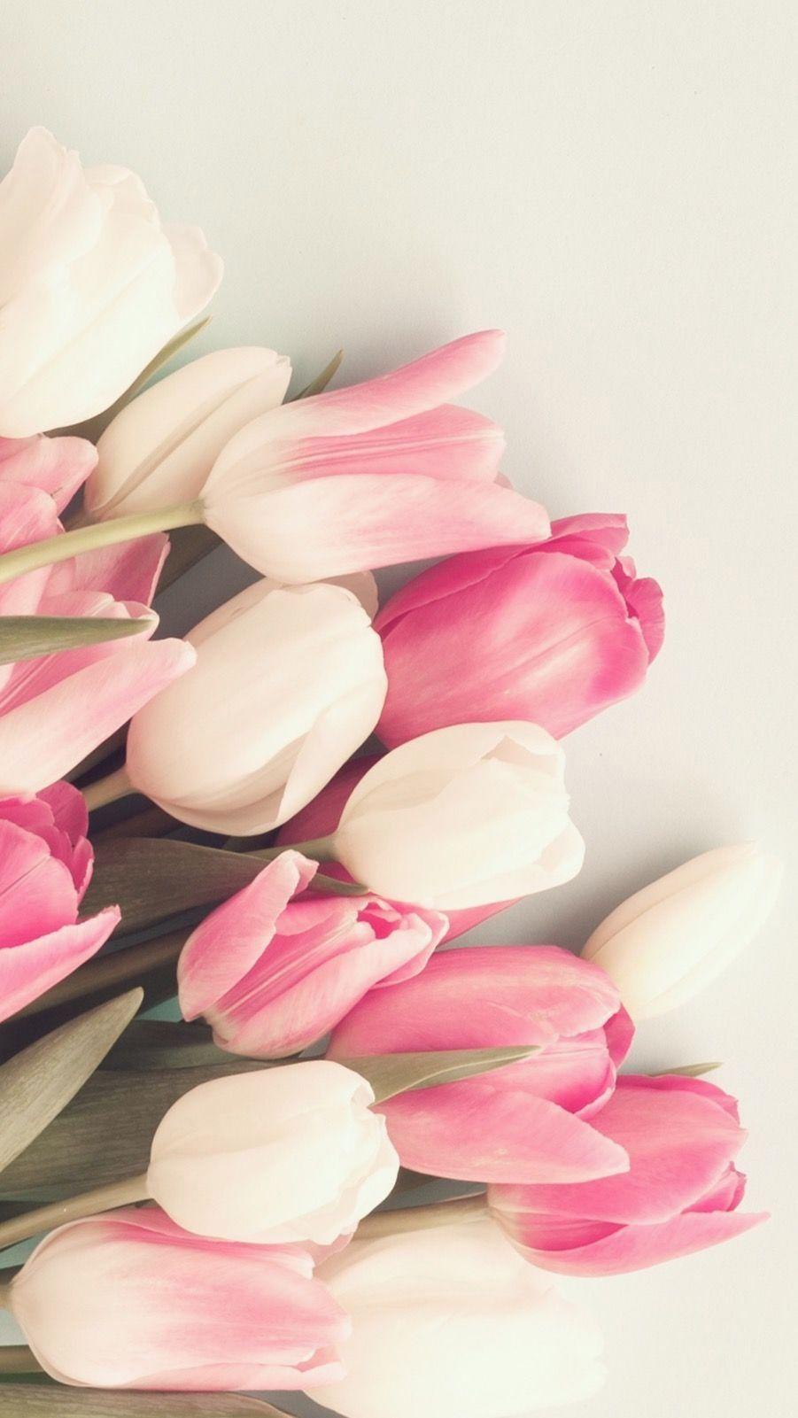 901x1601 Tulip Pink And White Wallpaper & Background Download