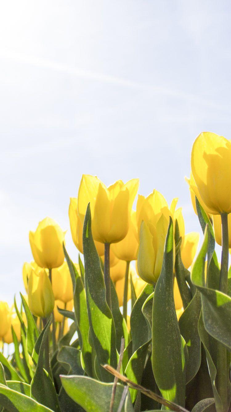 750x1334 Yellow Tulips Wallpaper 4K. HD Wallpaper Background