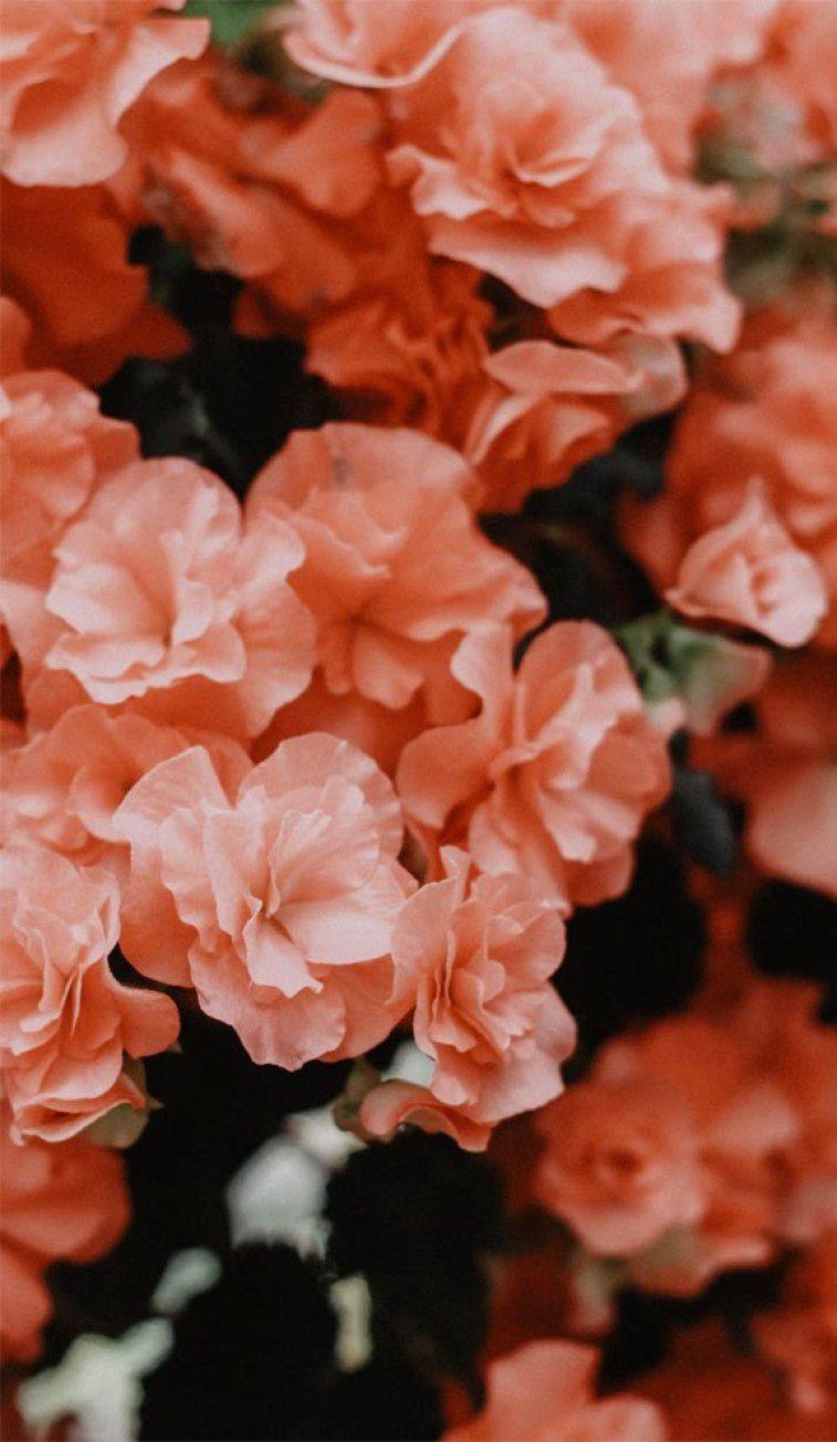Coral Flower iPhone Wallpapers - Top Free Coral Flower iPhone